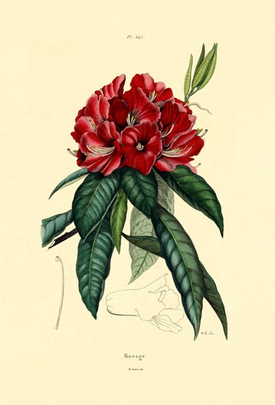 Śnieżna róża, 1833-39 autorstwa French School